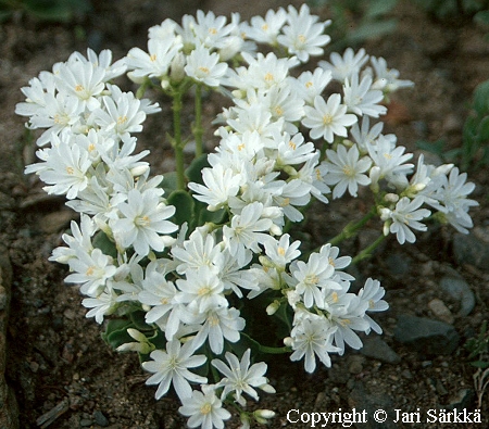  Lewisia cotyledon var. howellii 'Alba'